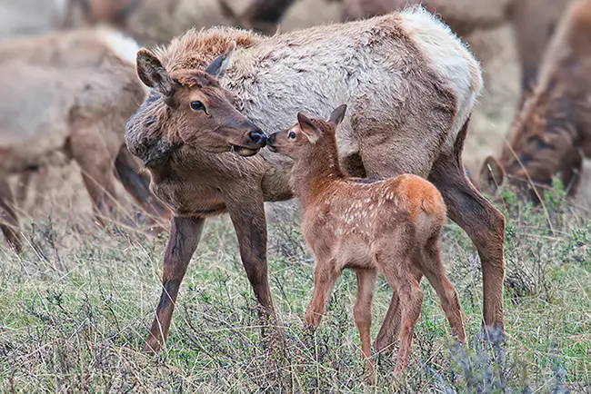 Elk cow kissing baby elk calf in Rocky Mountain National Park